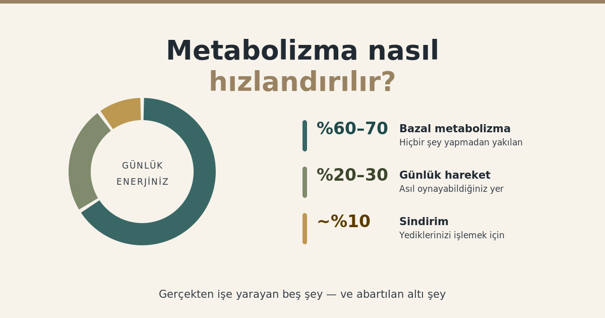 Metabolizma nasıl hızlandırılır — günlük enerji harcamasının dağılımı
